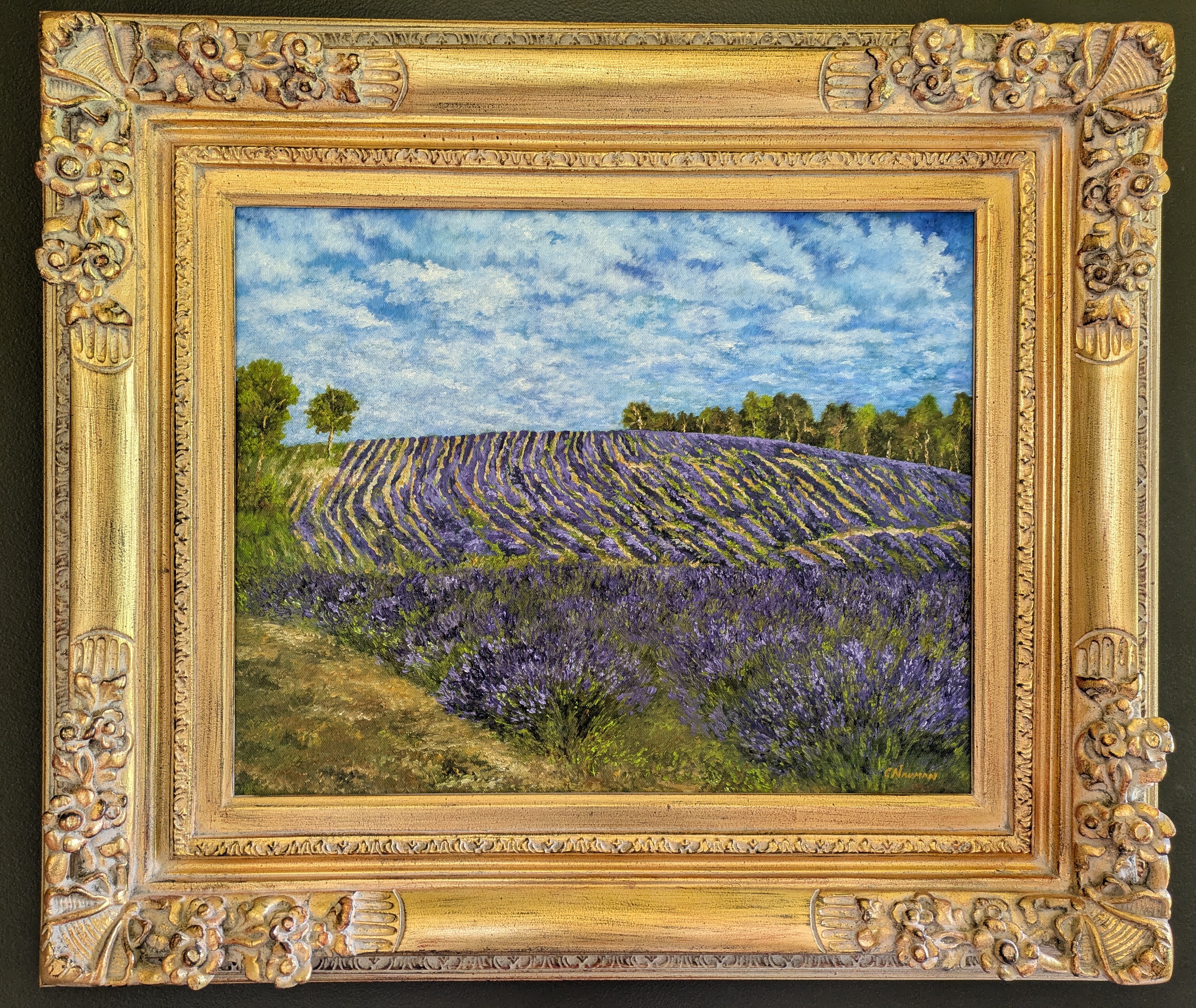 FieldofLavenderinProvencefrmdCMNauman.jpg